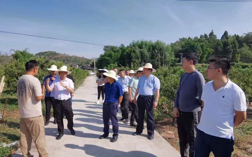 8月17日，中国农科院植保所的多位专家，在重庆大足区田间调研旱情、指导抗旱。受访者供图