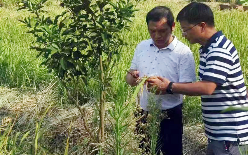 8月17日，重庆大足区，中国农科院植保所副所长陈昶（右二）在田间指导抗旱。受访者供图